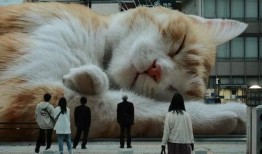 巨猫官方最新爆料,全新爆料带你领略神秘猫界风采
