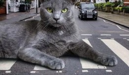 巨猫官方最新爆料,全新爆料带你领略神秘猫界风采